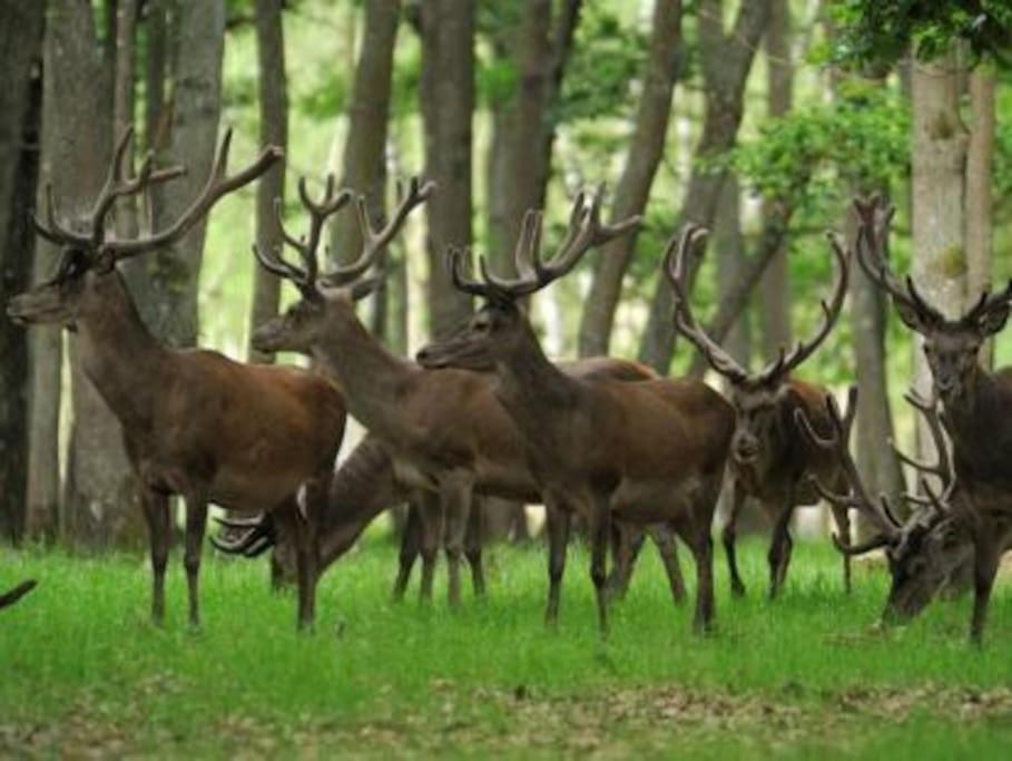 Gite De L'Alisier - Rambouillet - ภายนอก รูปภาพ